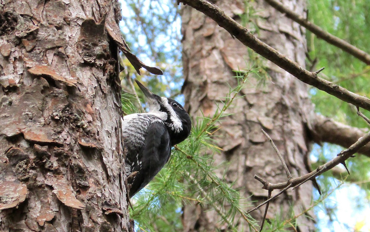 Black-backed Woodpecker - ML643573643