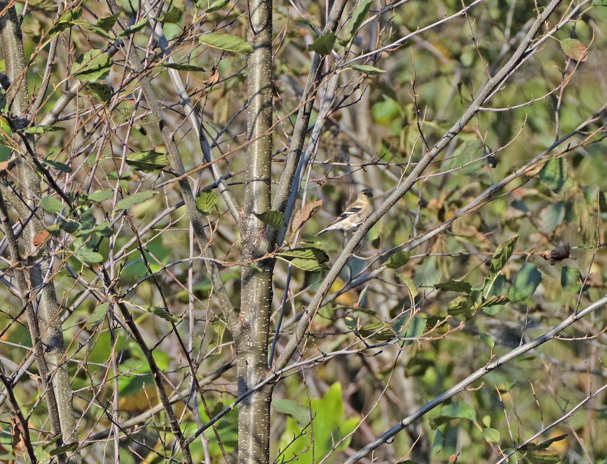 American Goldfinch - ML643573657