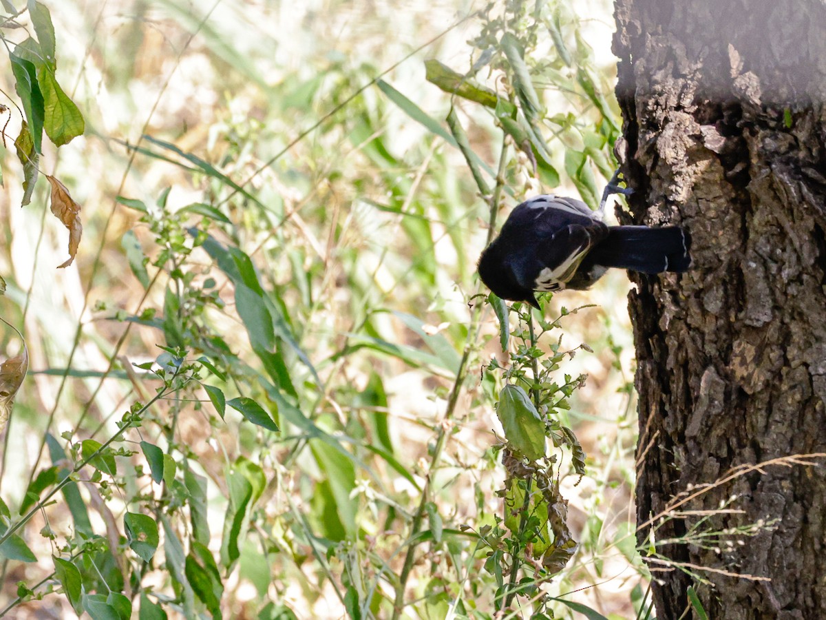 Mésange demi-deuil - ML643573671
