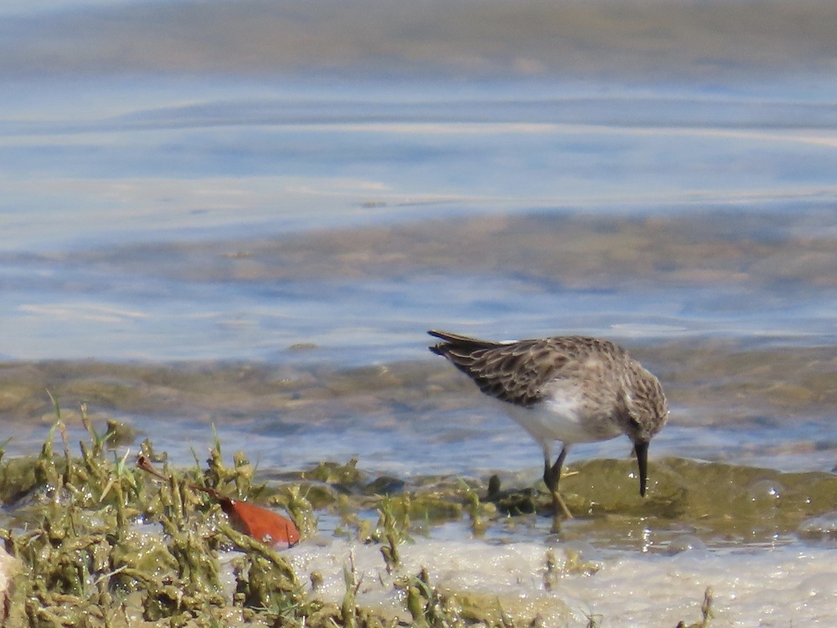 Least Sandpiper - ML643573672