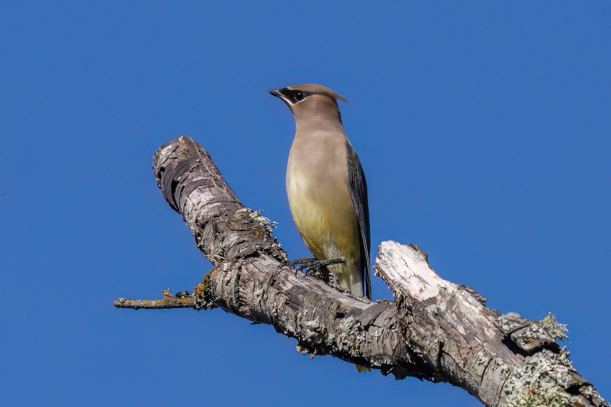Cedar Waxwing - ML643573677