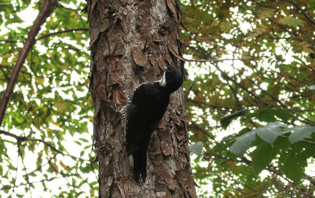 Black-backed Woodpecker - ML643573682