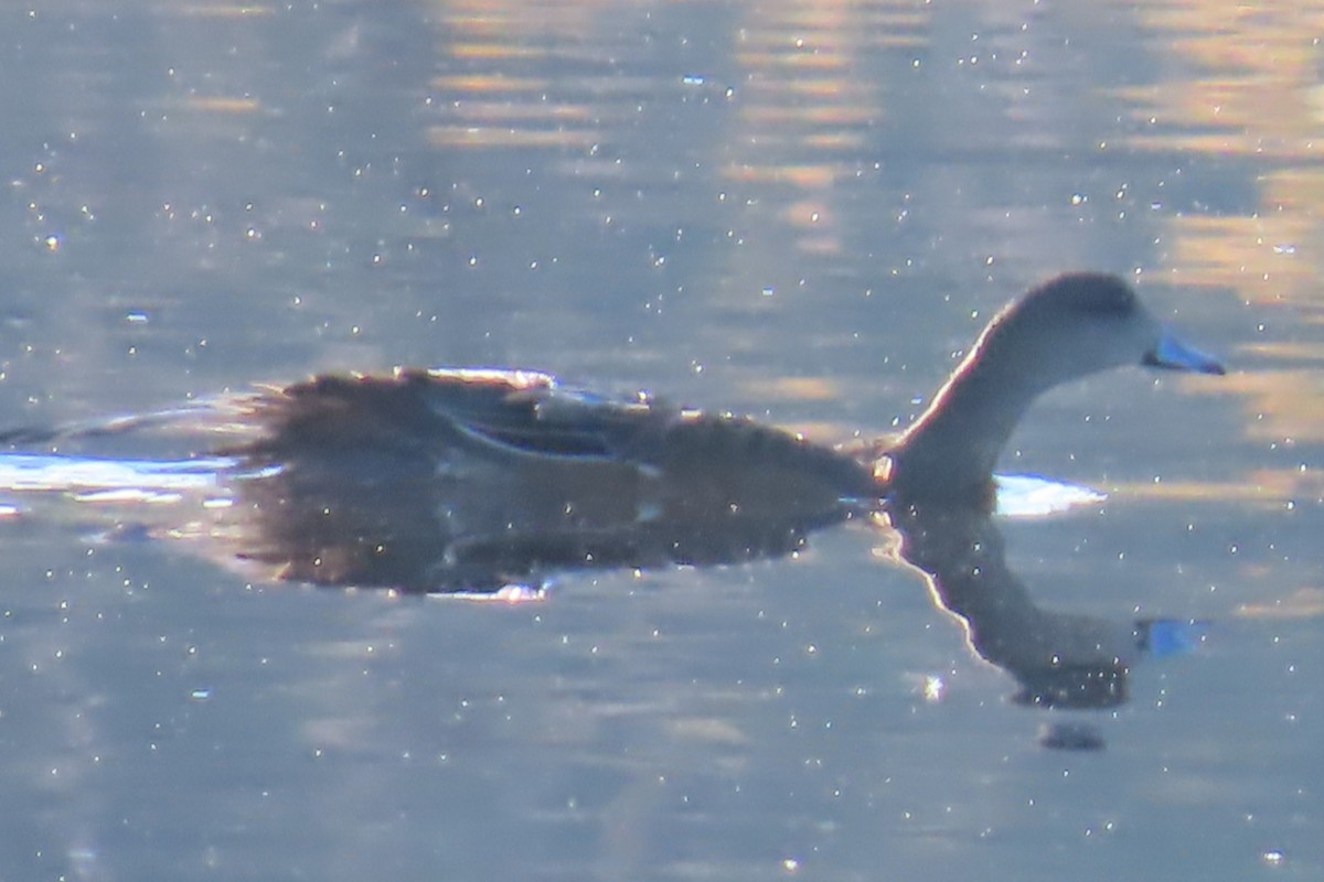 Canard d'Amérique - ML643573683