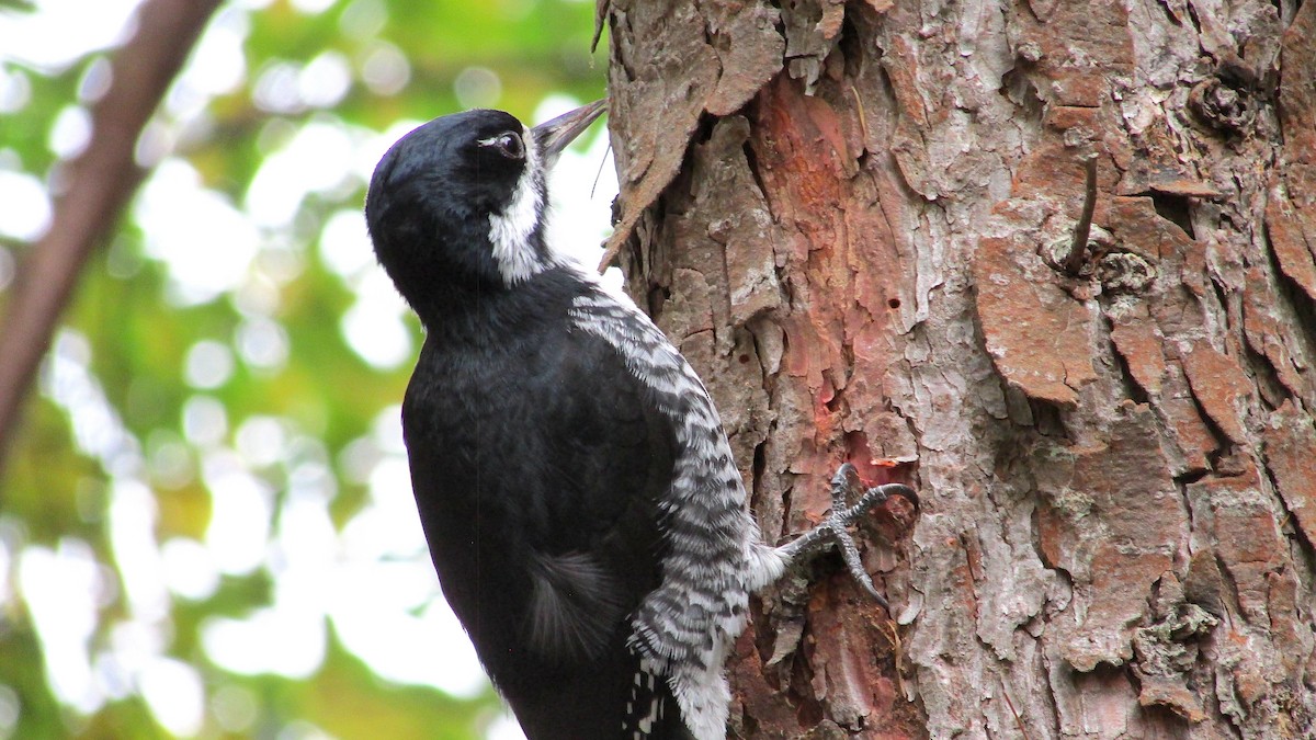 Black-backed Woodpecker - ML643573685