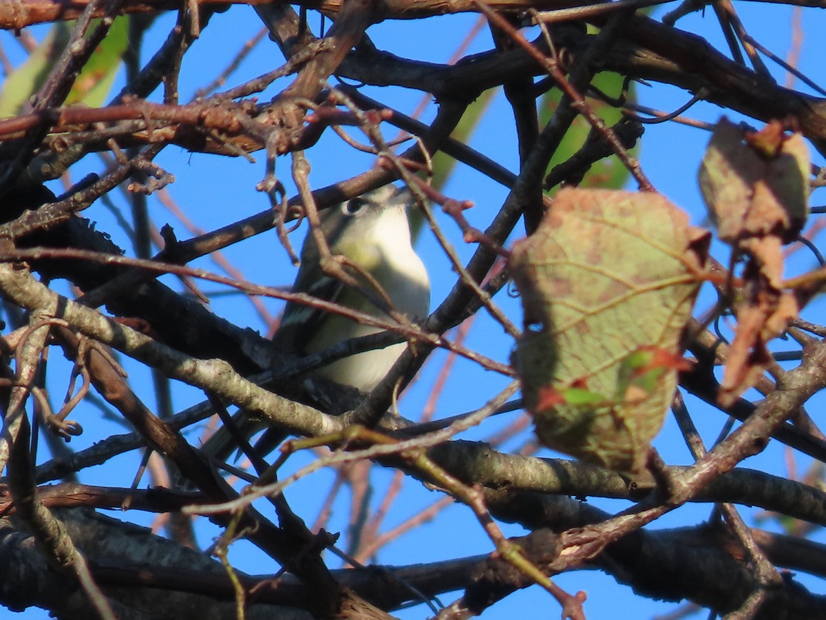 Blue-headed Vireo - ML643573691