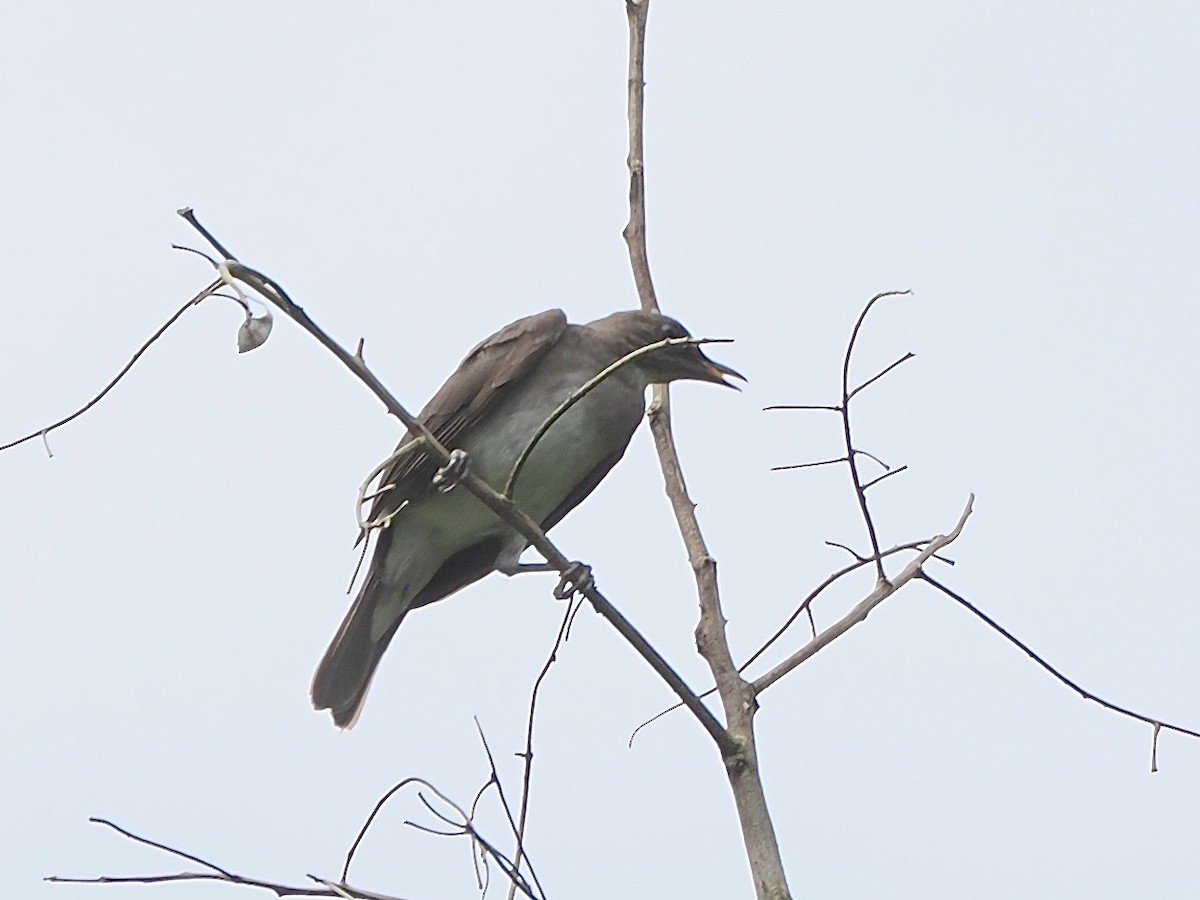 Black-billed Thrush - ML643573697