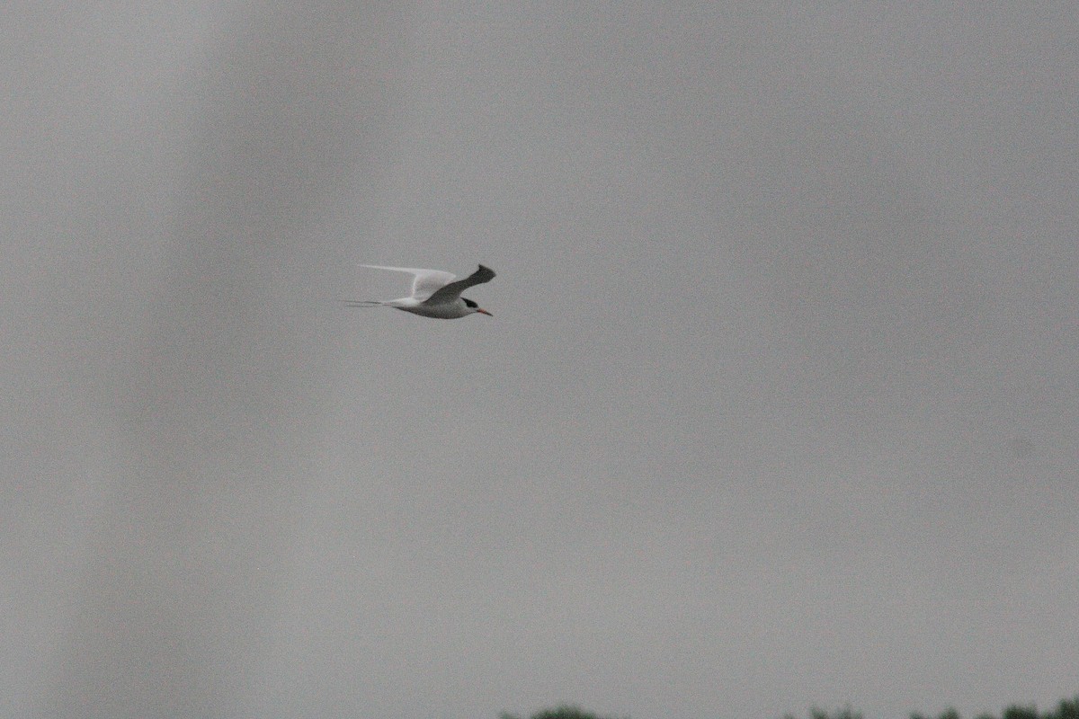 Forster's Tern - ML64357371