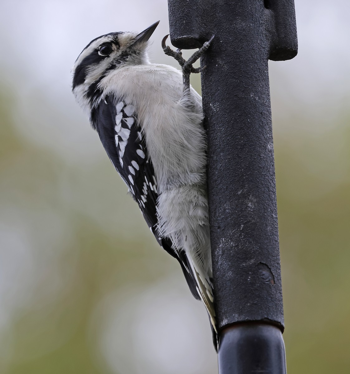 Downy Woodpecker - ML643573711