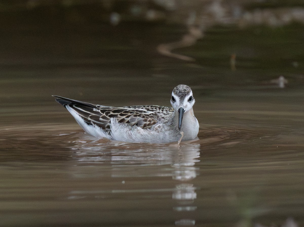 Wilson's Phalarope - ML643573713