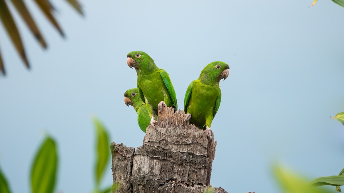 Pacific Parakeet - ML643573722