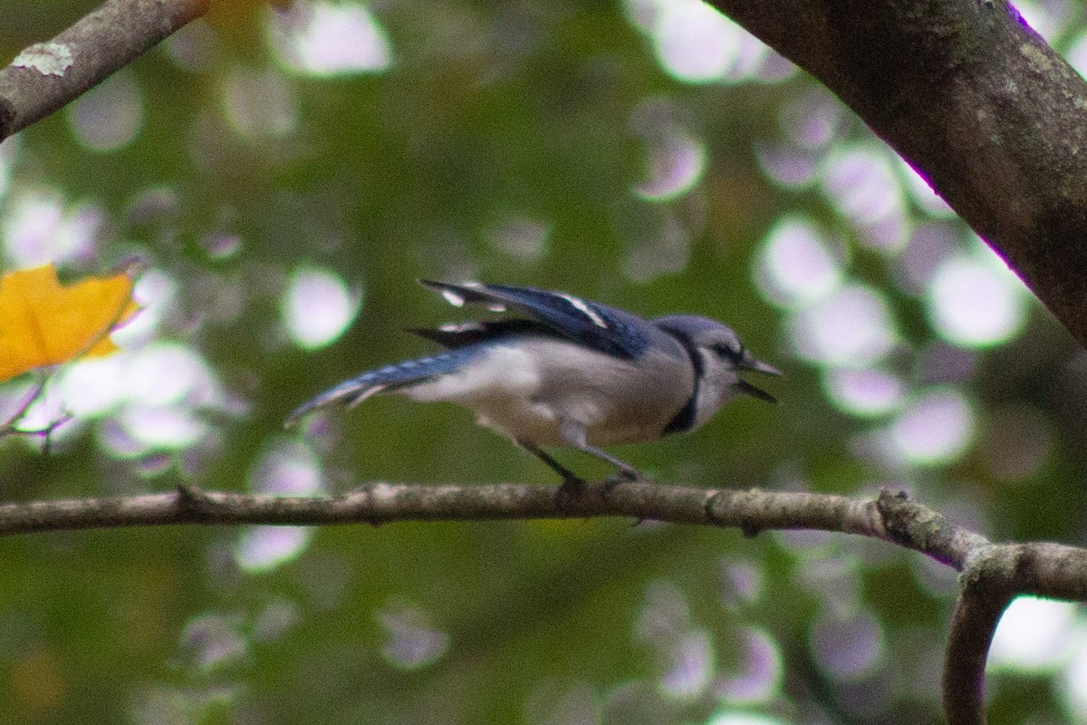 Blue Jay - ML643573730