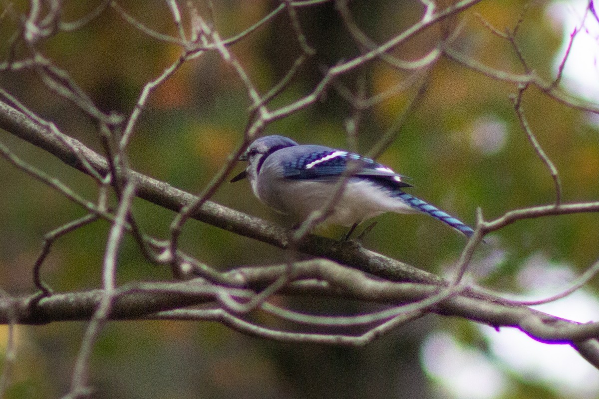 Blue Jay - ML643573731