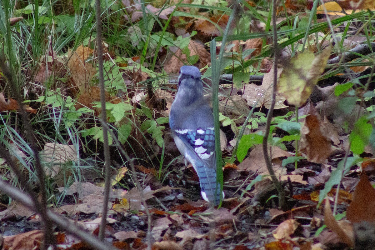 Blue Jay - ML643573732