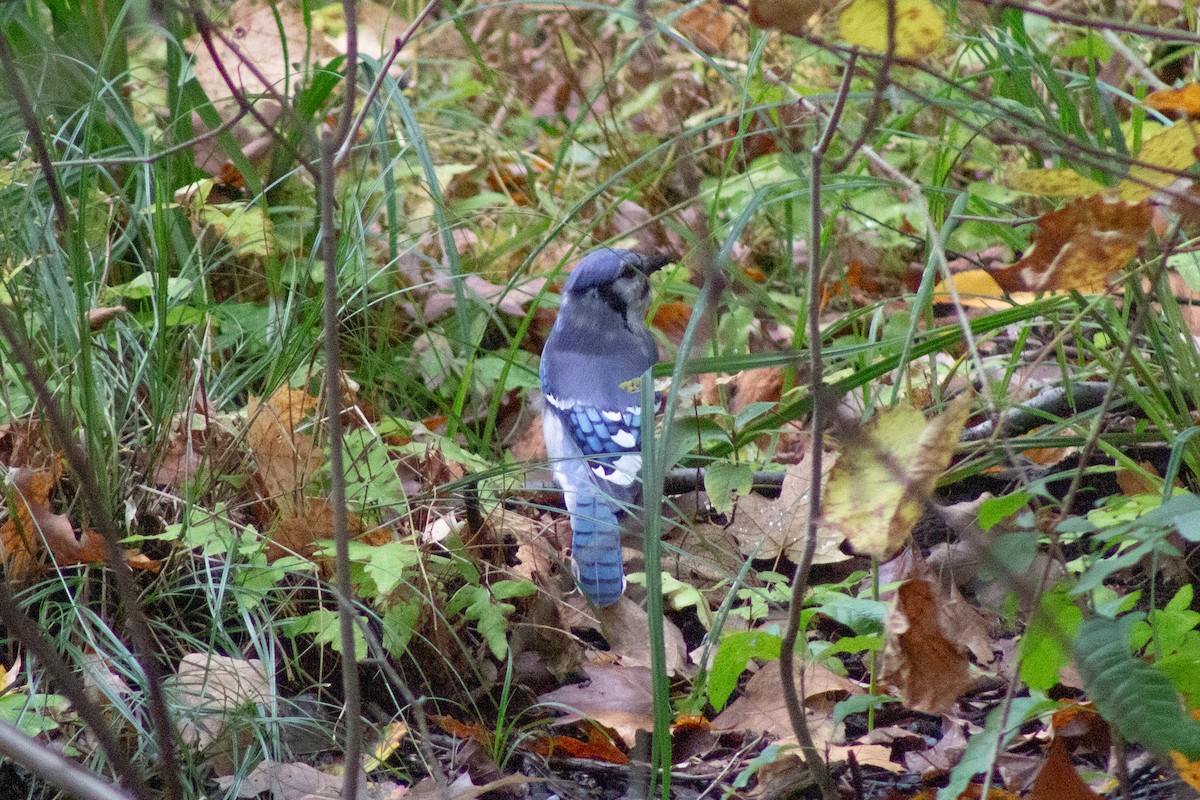 Blue Jay - ML643573733