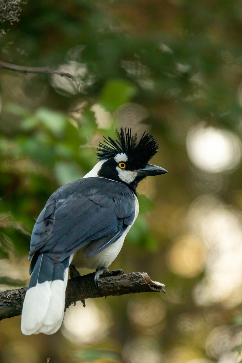 Tufted Jay - ML643573746