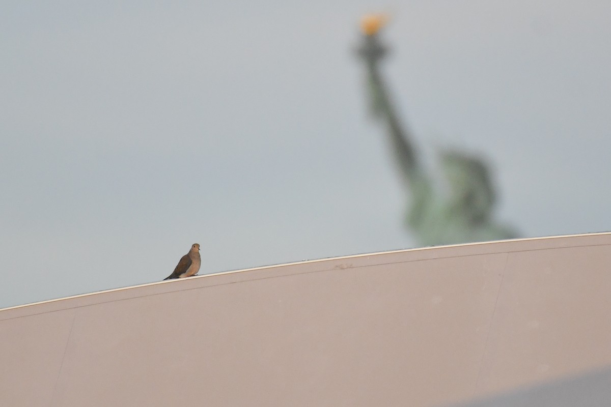 Mourning Dove - ML643573748