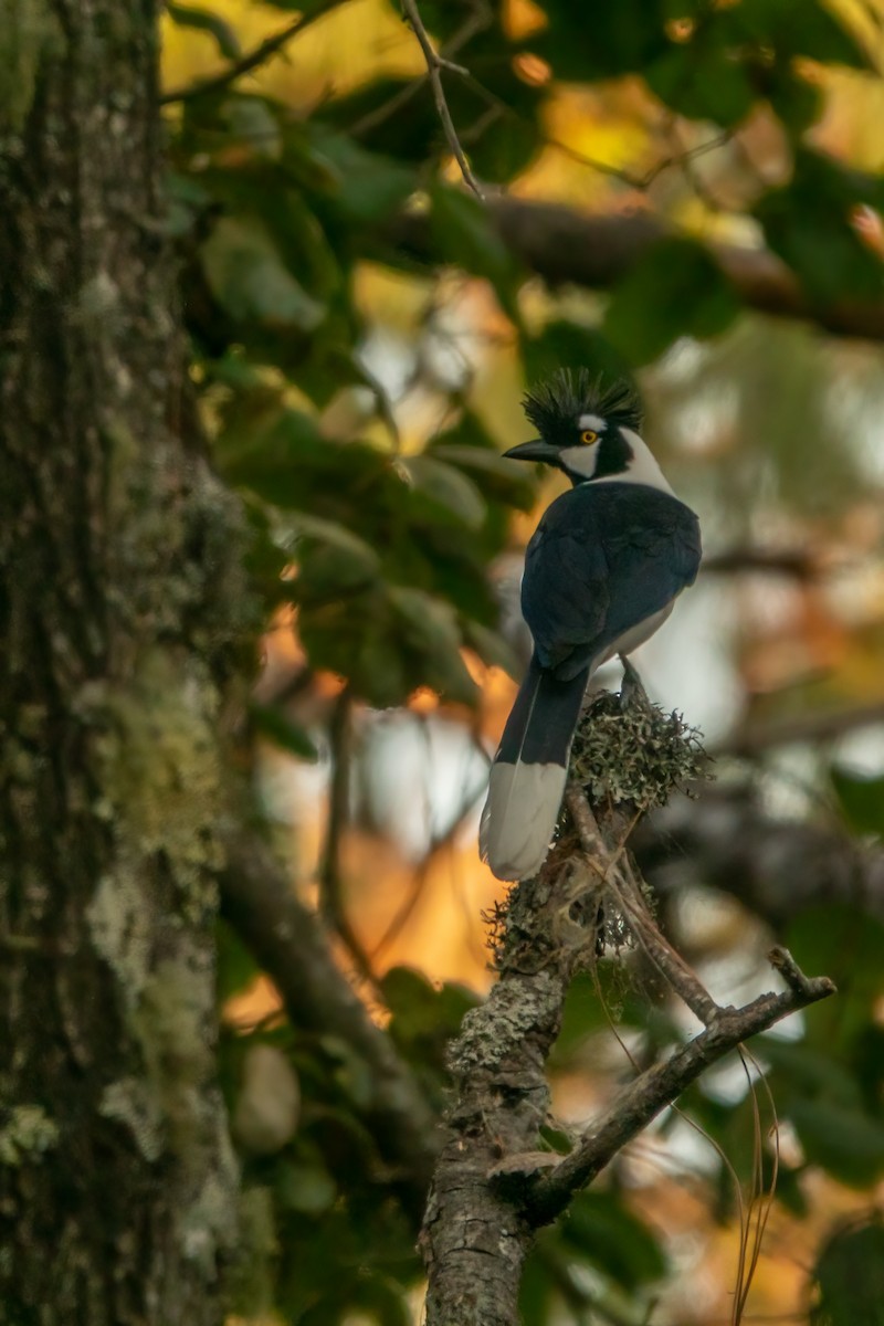 Tufted Jay - ML643573778
