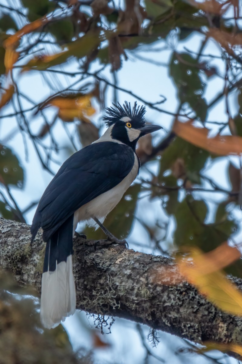 Tufted Jay - ML643573779