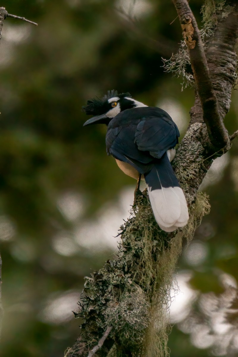 Tufted Jay - ML643573780