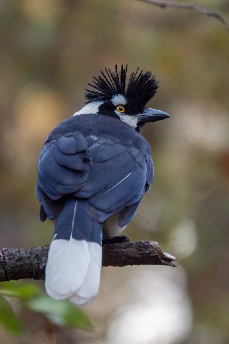 Tufted Jay - ML643573781