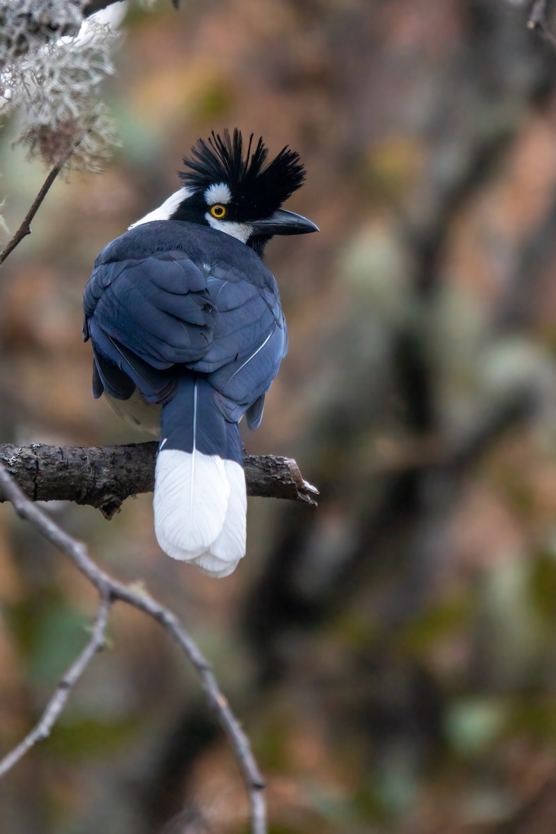 Tufted Jay - ML643573782