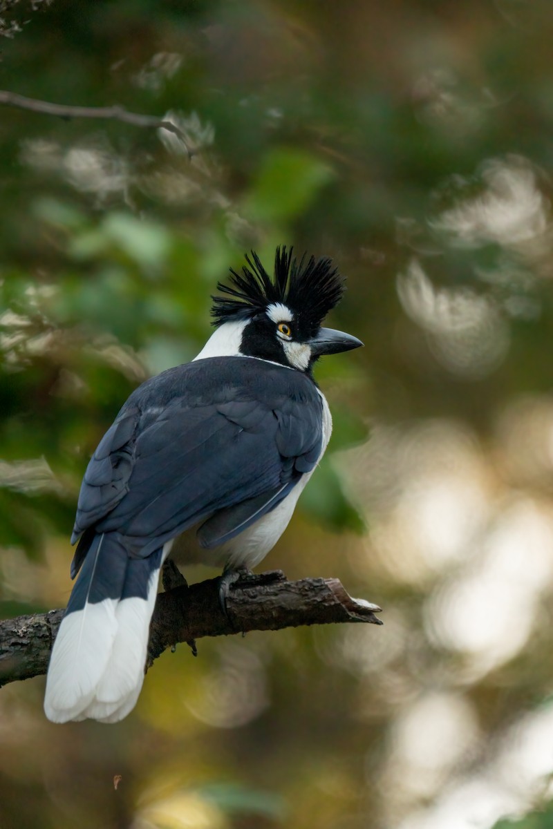 Tufted Jay - ML643573783