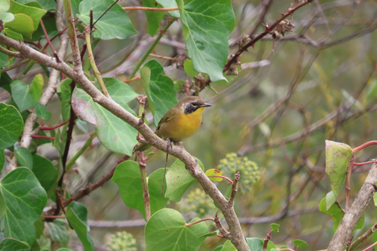 Common Yellowthroat - ML643573787