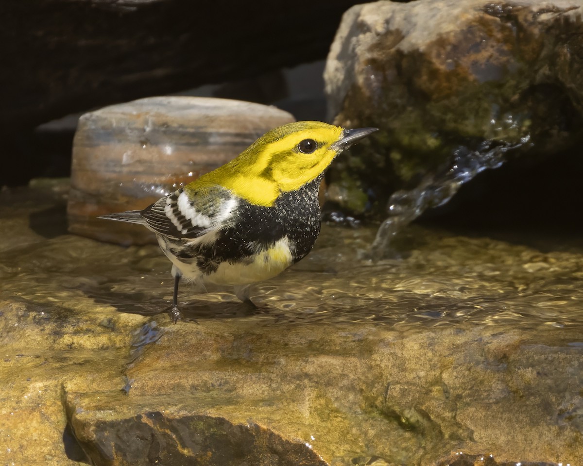Black-throated Green Warbler - ML643573788