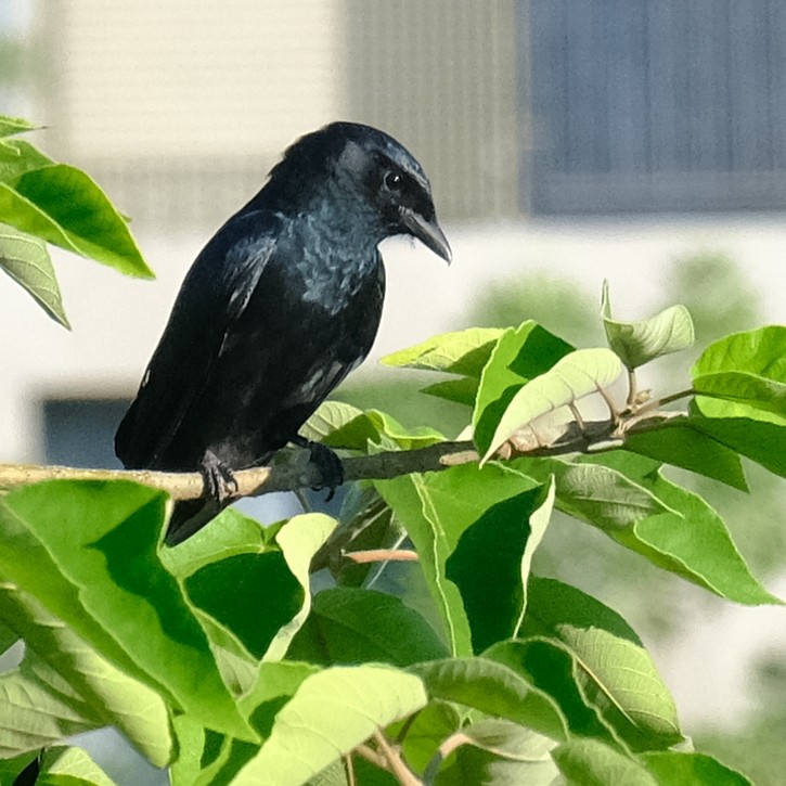 Kara Drongo - ML643573804