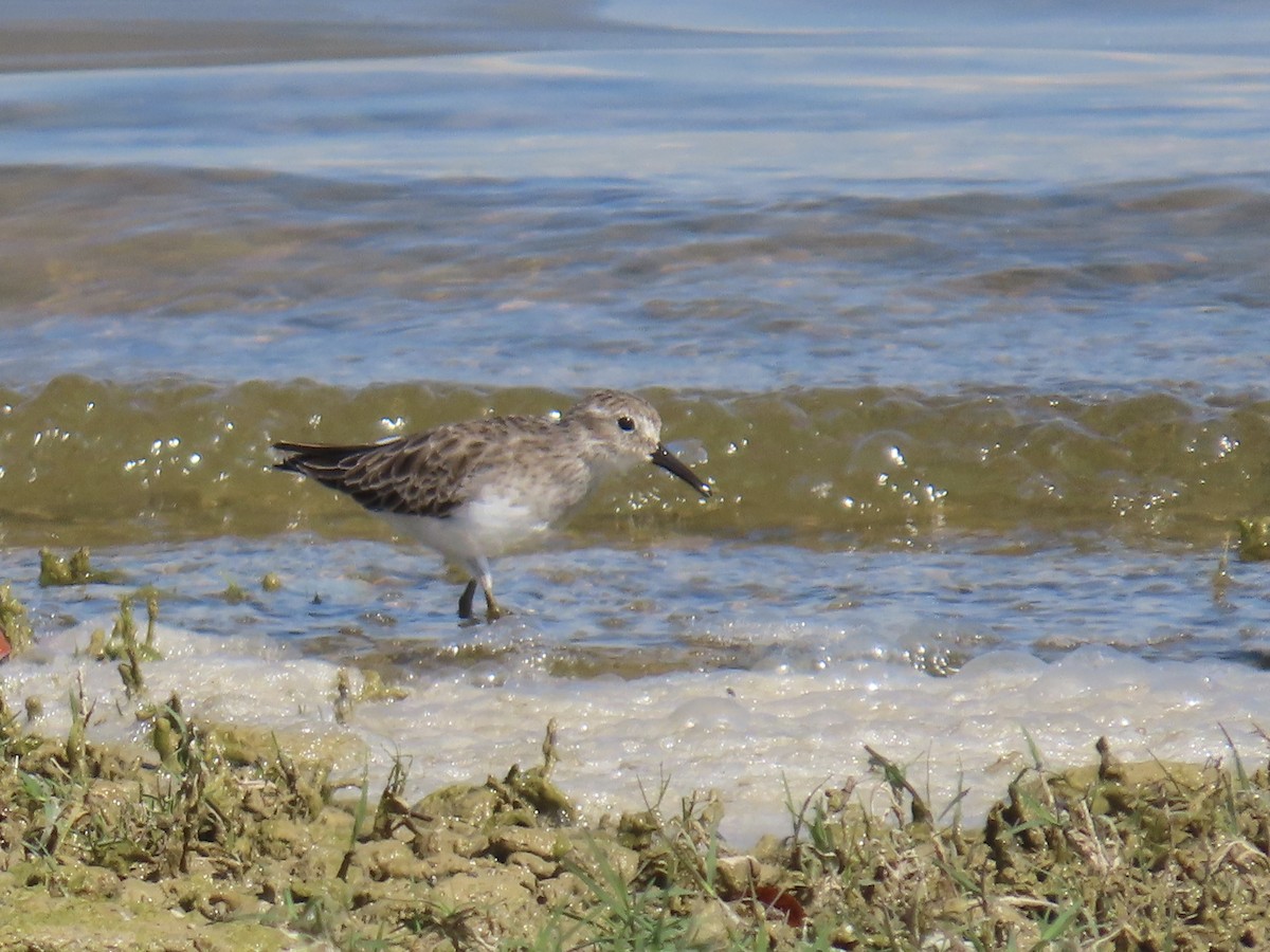 Least Sandpiper - ML643573811