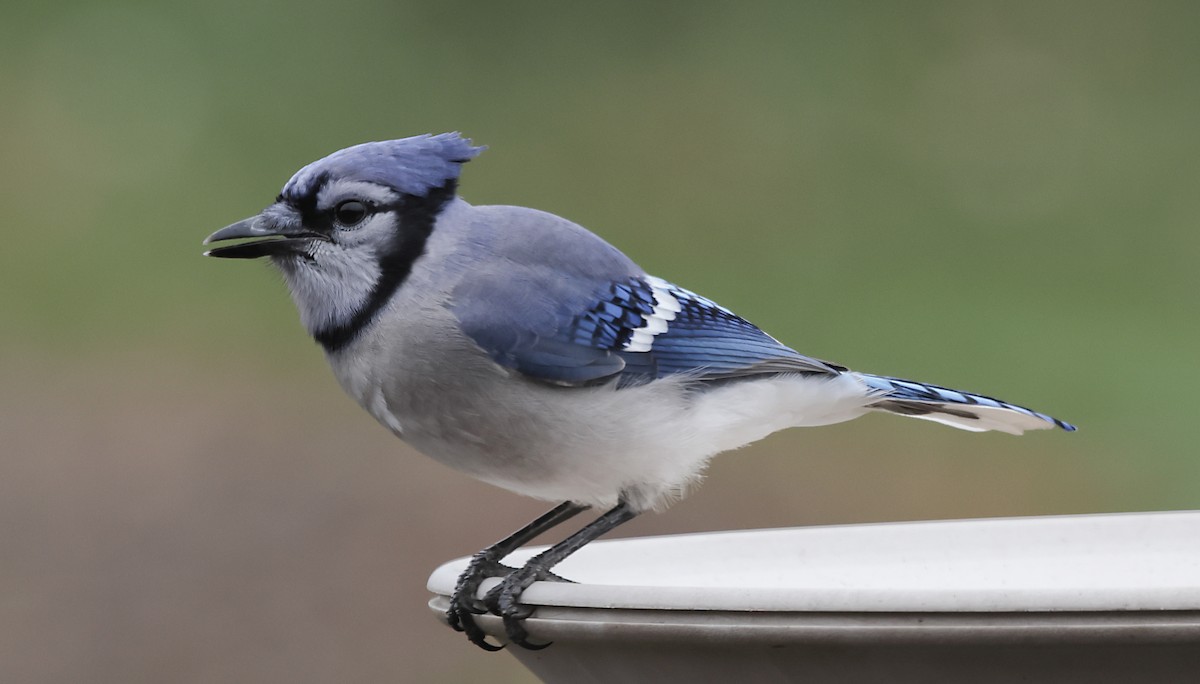 Blue Jay - ML643573812
