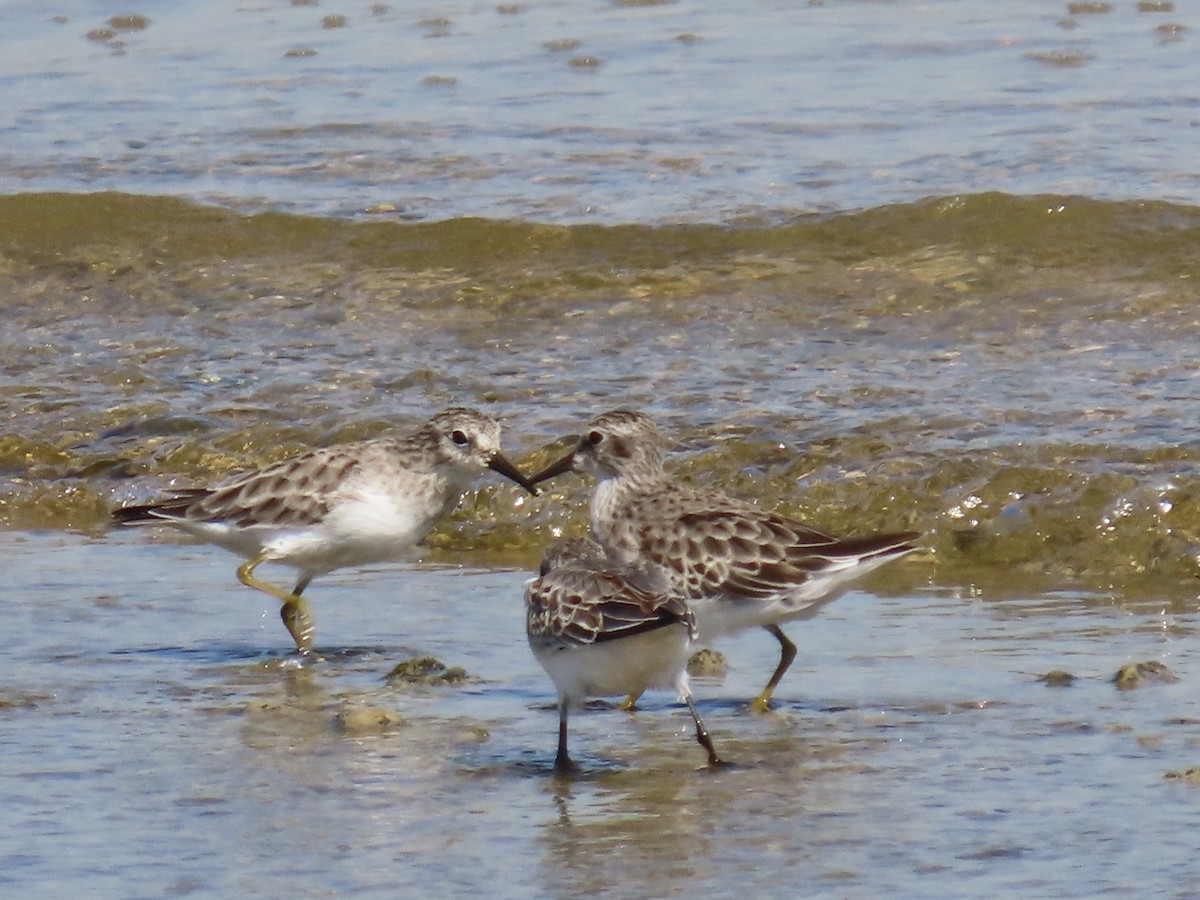 Least Sandpiper - ML643573835