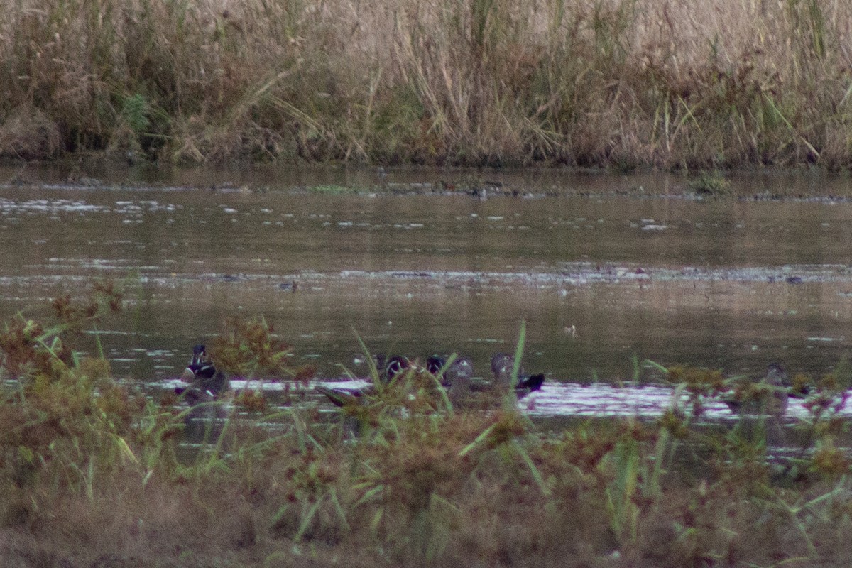Wood Duck - ML643573846