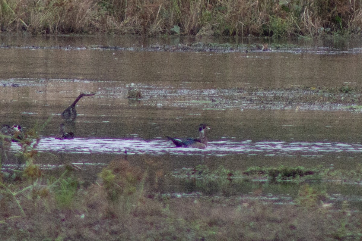 Wood Duck - ML643573847