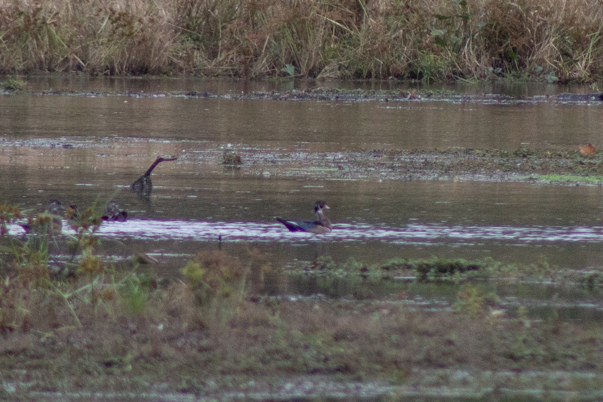 Wood Duck - ML643573848