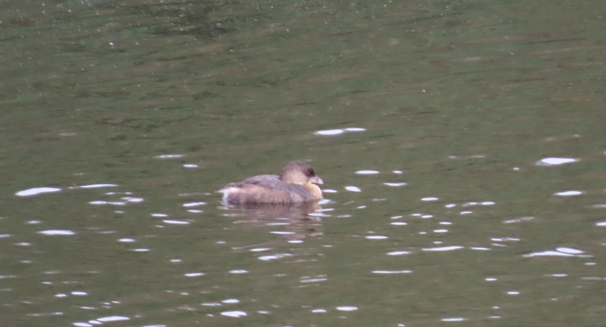 Pied-billed Grebe - ML643573874