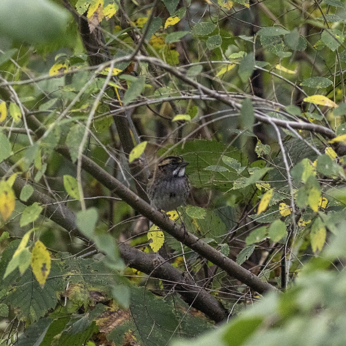 White-throated Sparrow - ML643573879