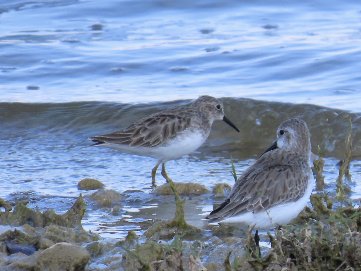 Least Sandpiper - ML643573893