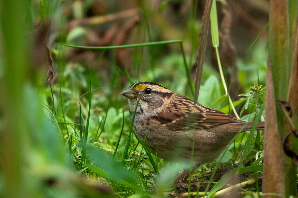 White-throated Sparrow - ML643573896