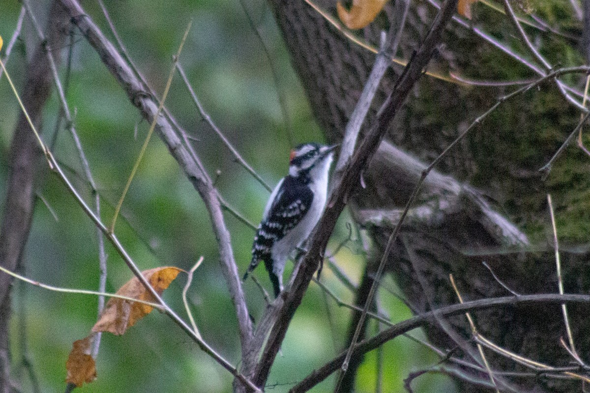Downy Woodpecker - ML643573920