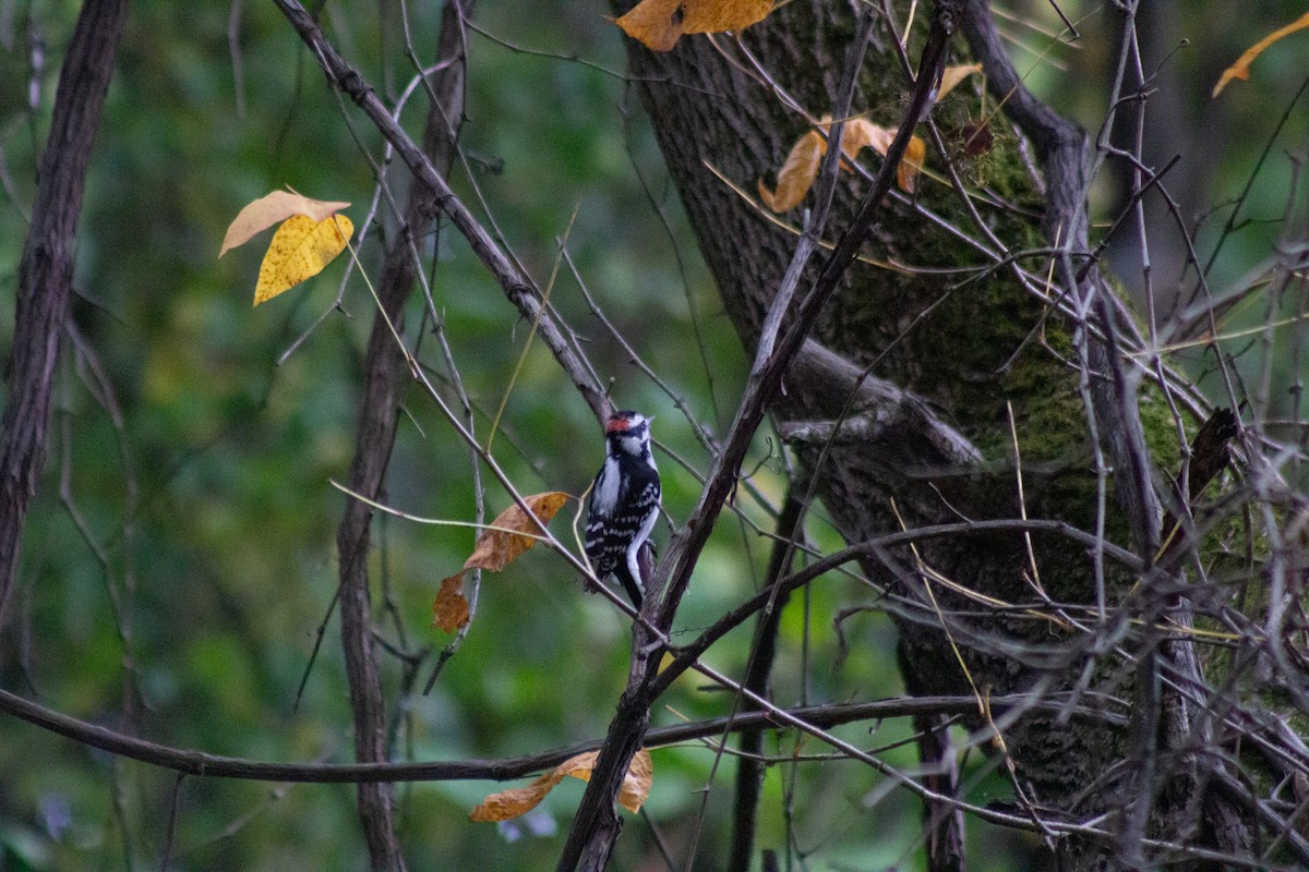 Downy Woodpecker - ML643573921