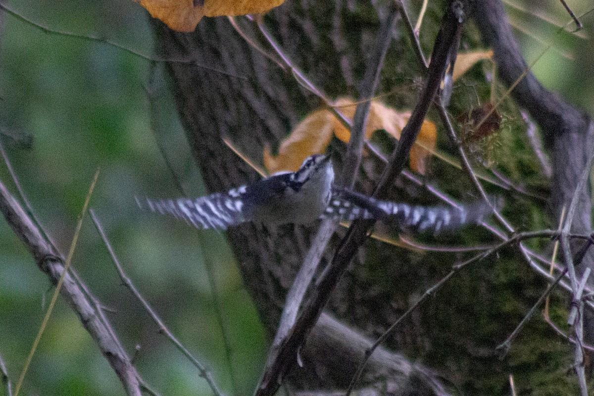 Downy Woodpecker - ML643573922