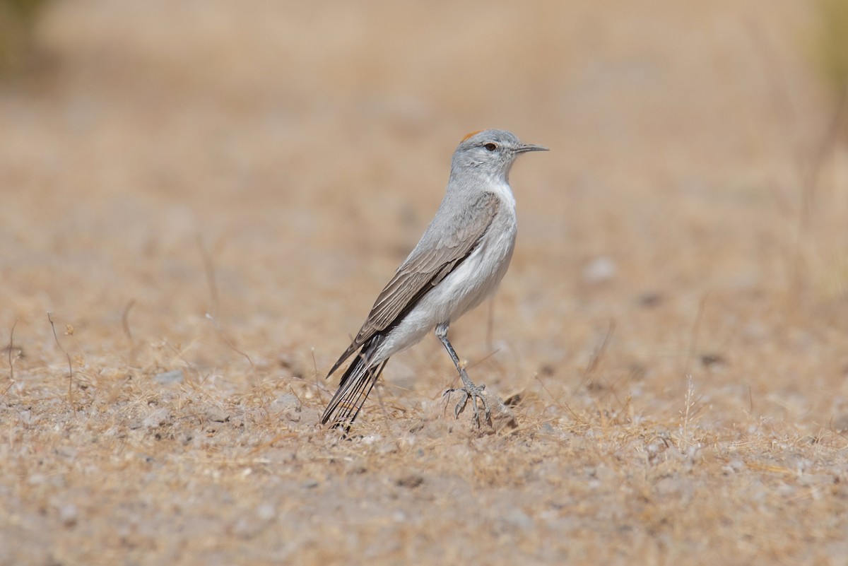 イワタイランチョウ - ML643573926