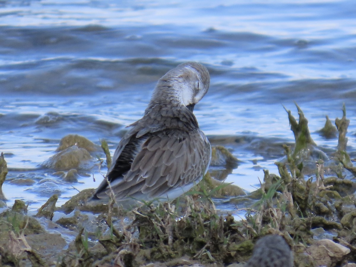 Alaska Kumkuşu - ML643573932