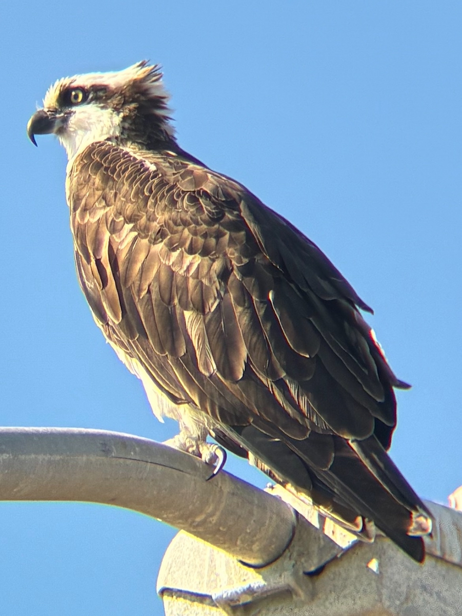 Falco pescatore - ML643573935