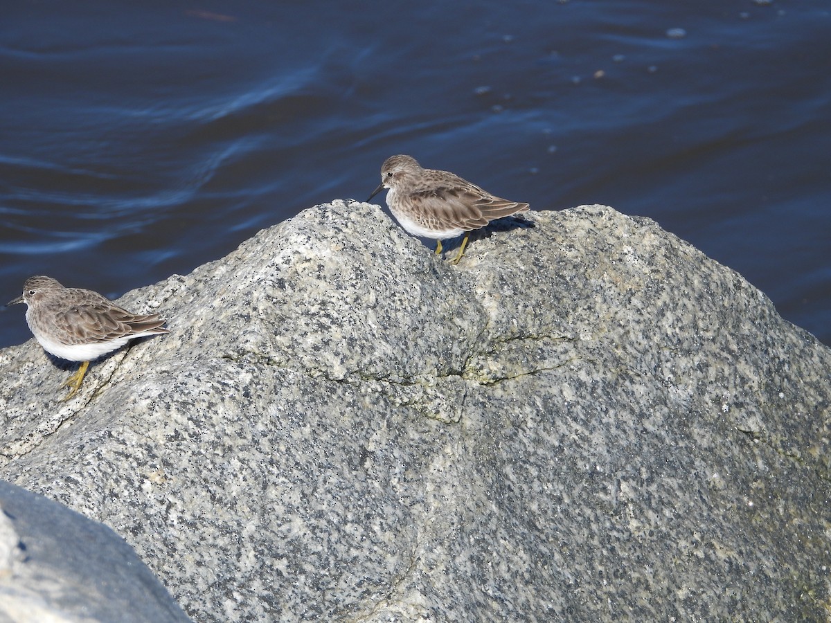 Least Sandpiper - ML643573939