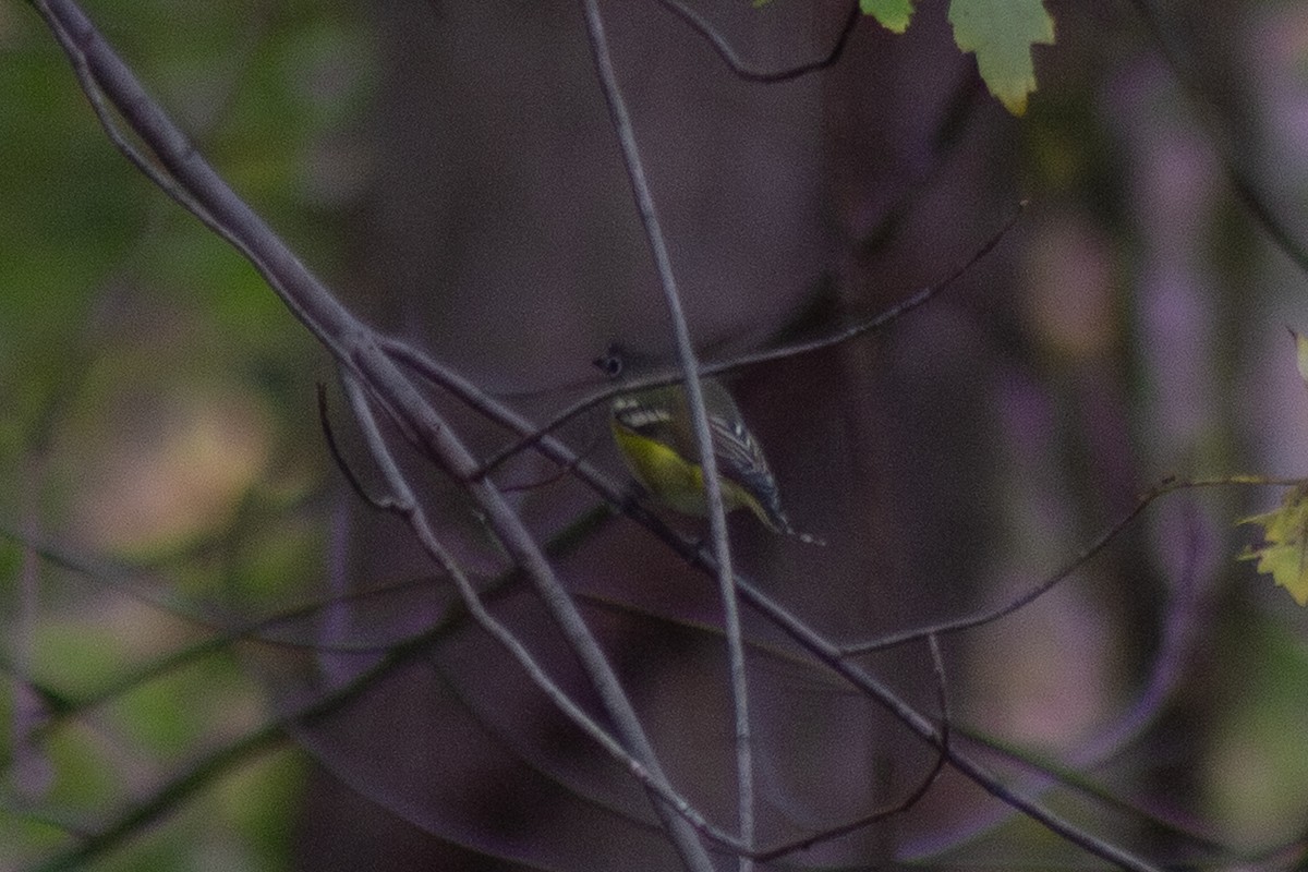 Blue-headed Vireo - ML643573949