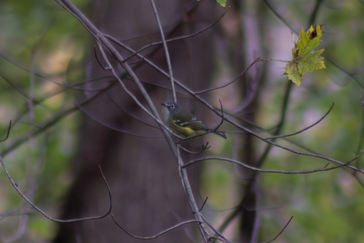 Blue-headed Vireo - ML643573950