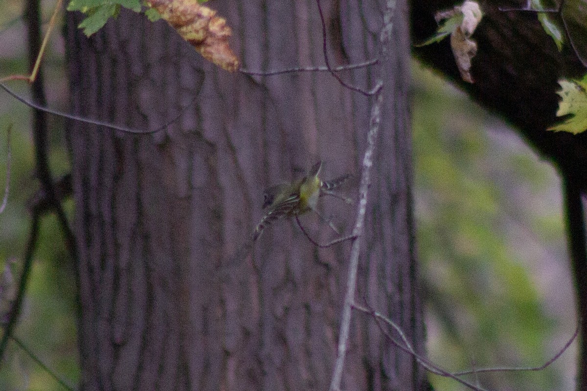Blue-headed Vireo - ML643573951