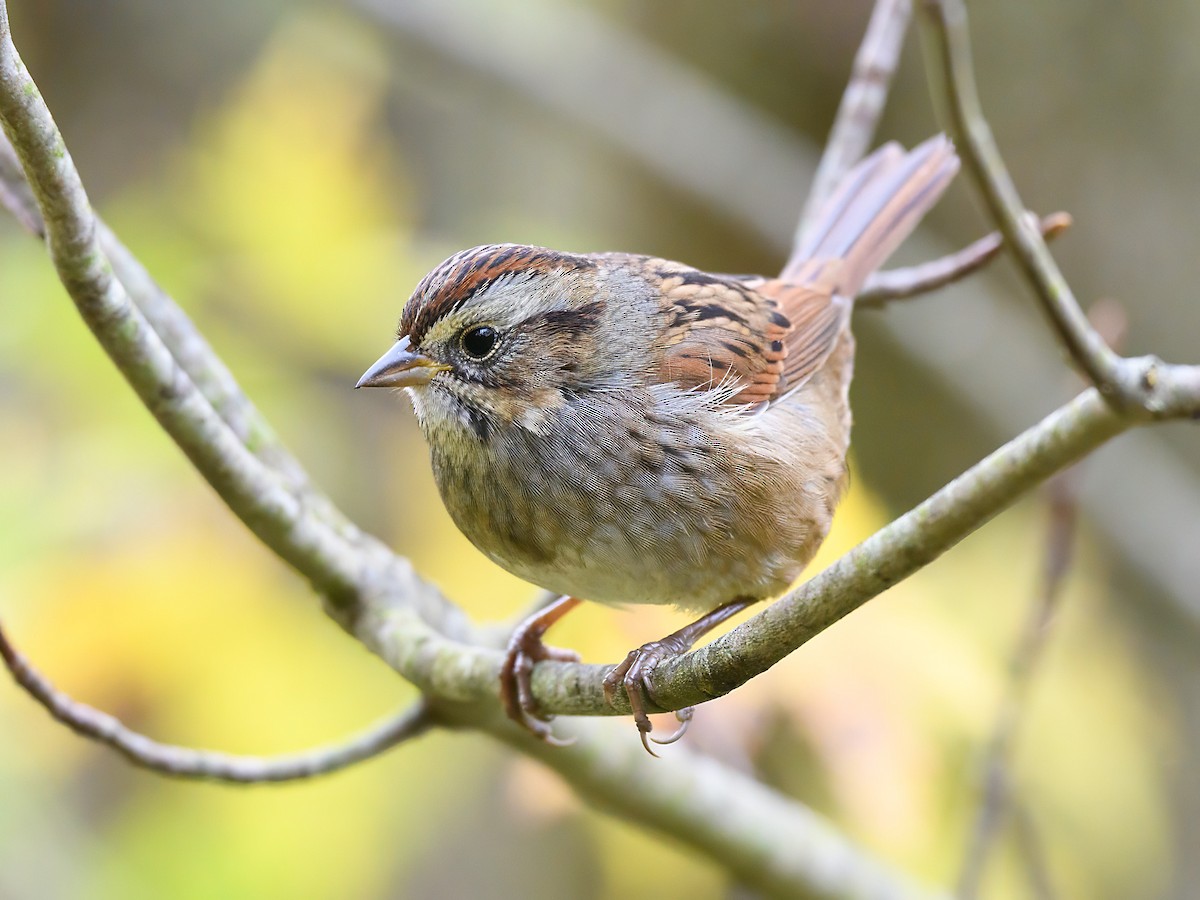Swamp Sparrow - ML643573957